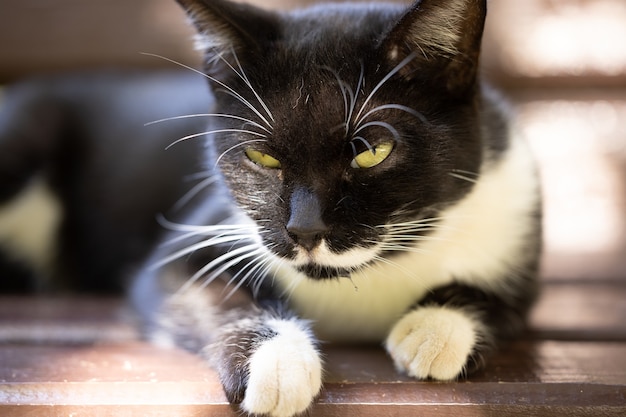 Portrait d'un chat mignon