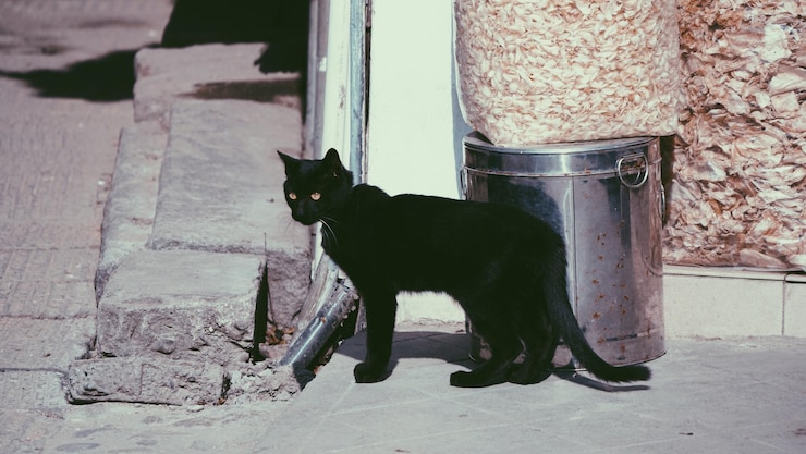 Photo portrait d'un chat noir assis à l'extérieur