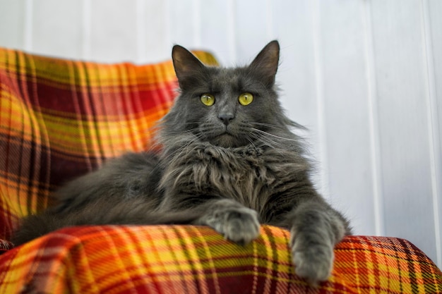 Portrait d'un chat noir assis à la maison