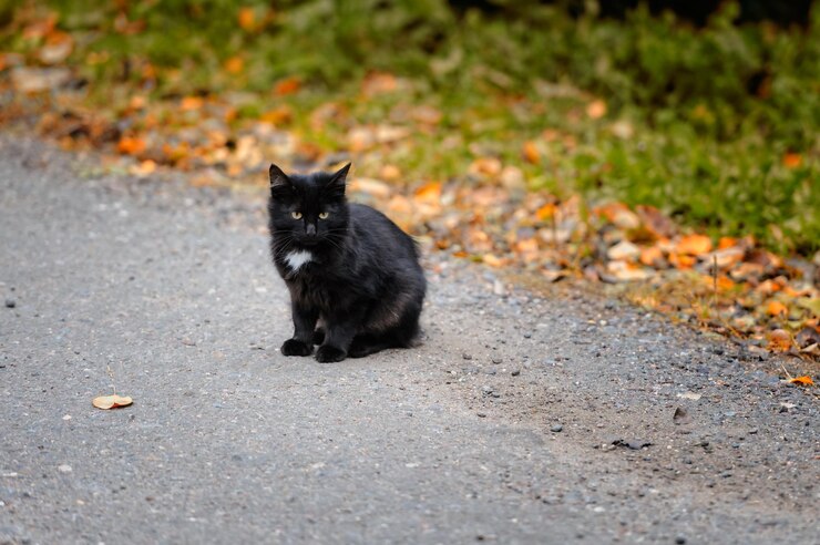 Photo portrait d'un chat noir assis sur la route