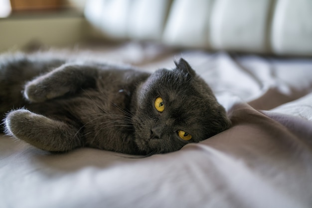 Portrait de chat noir aux yeux jaunes