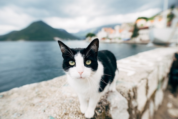 Portrait d'un chat noir et blanc près de l'eau