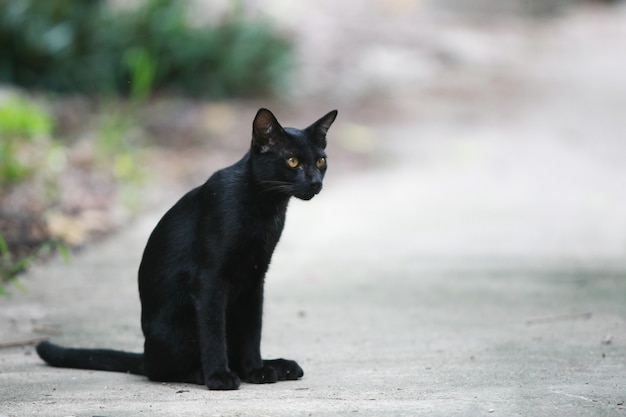 Portrait de chat noir dans la rue