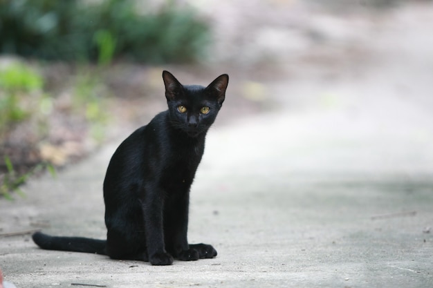 Portrait de chat noir dans la rue