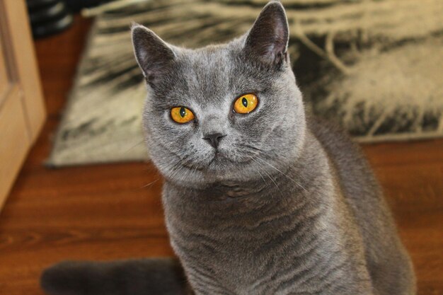 Photo portrait d'un chat noir à la maison