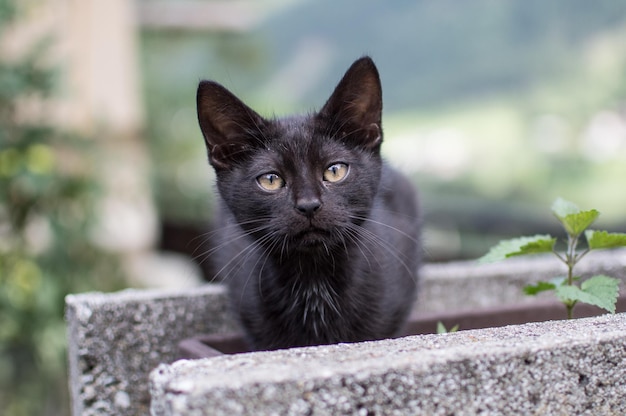 Portrait d'un chat noir