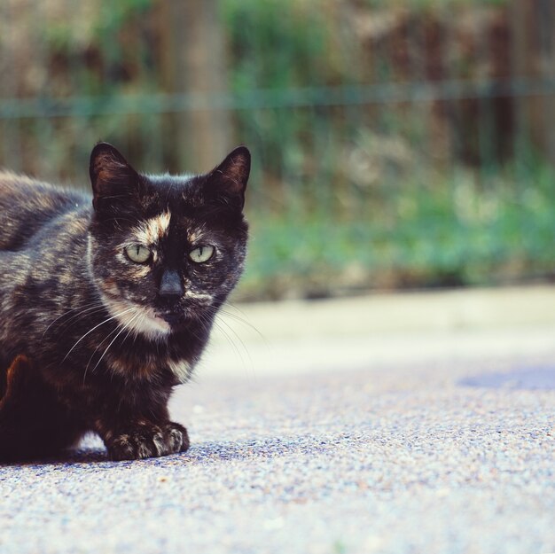 Portrait de chat noir