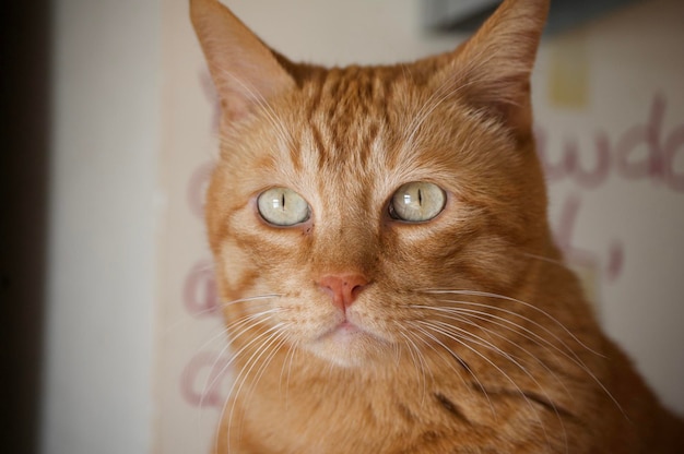 Portrait de chat orange à l'intérieur