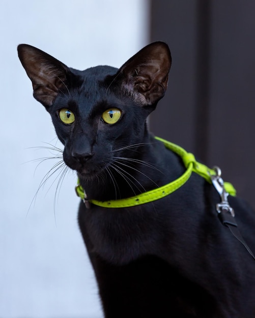 Portrait d'un chat oriental noir sur une laisse verte.