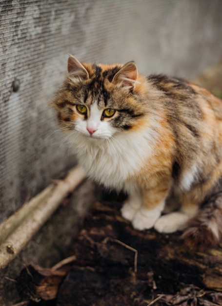 Portrait d'un chat pelucheux Un chat tricolore marche dans la rue