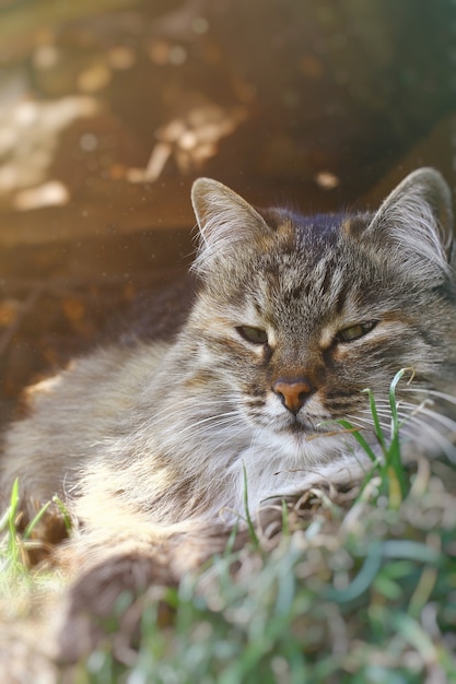 Un portrait de chat pelucheux gris sur l'herbe verte du printemps.