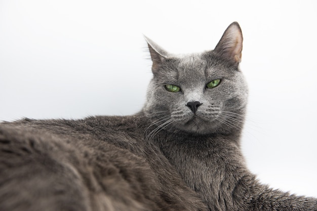 Portrait d'un chat pelucheux gris