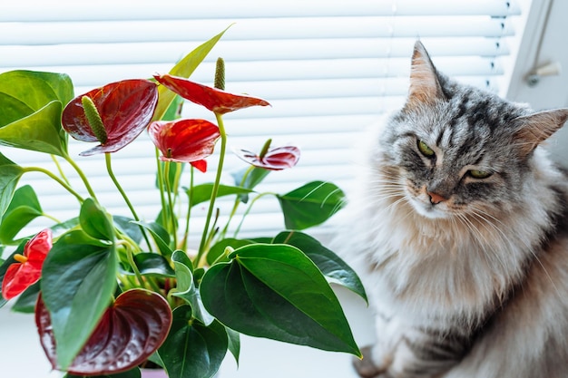 Photo portrait de chat avec une plante d'intérieur dans un pot de fleurs