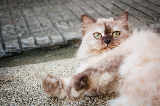 Portrait d&#39;un chat en plein air dans le jardin.