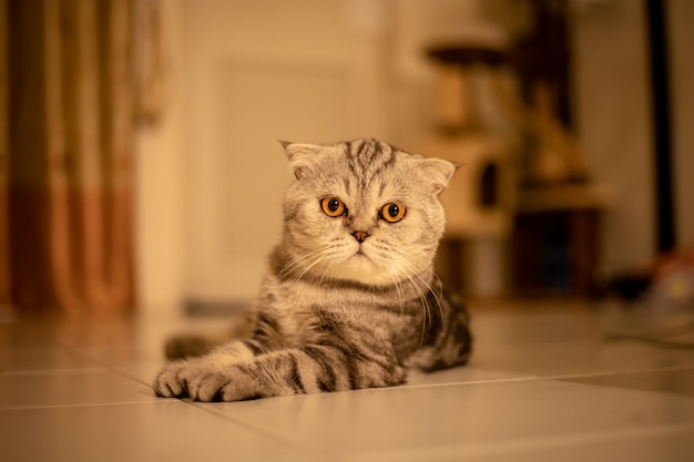 Portrait chat pli écossais dans le studio.