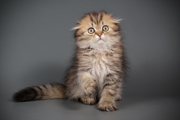 Portrait d'un chat à poil long Scottish Fold sur mur de couleur