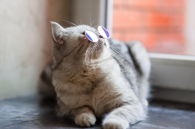 Portrait de chat portant des lunettesconcept de mode pour animaux de compagnieLe chaton regarde partout avec ses yeux levés