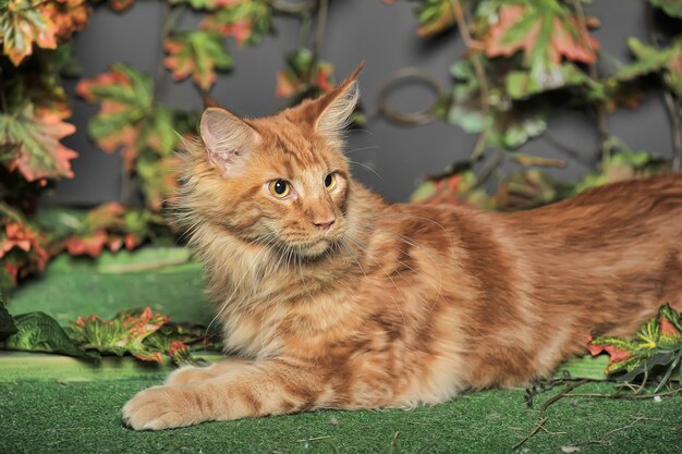 Portrait d'un chat qui détourne le regard