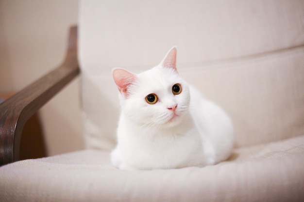 Portrait d'un chat qui se détend sur une chaise à la maison