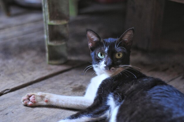 Photo portrait d'un chat qui se détend sur le sol