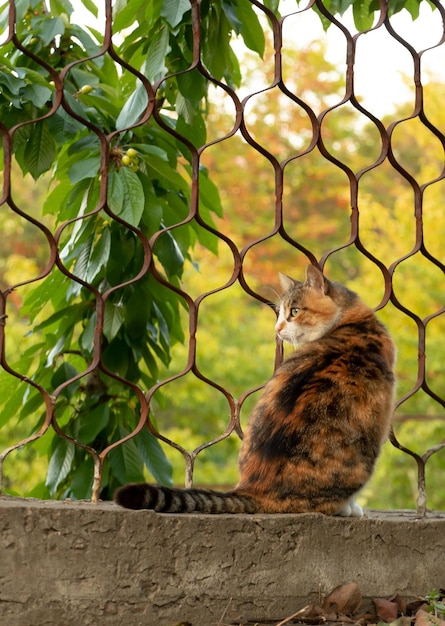 Portrait d'un chat qui se repose et regarde dans l'appareil-photo