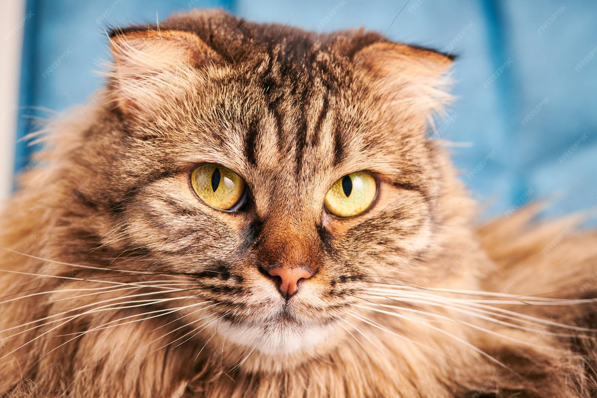 Portrait De Chat De Race Highland Scottish Fold A Poil Long Visage De Chat Domestique En Marbre Moelleux En Gros Plan Tourne En Studio Chat Highland Scottish Fold Avec Des Oreilles Pliees