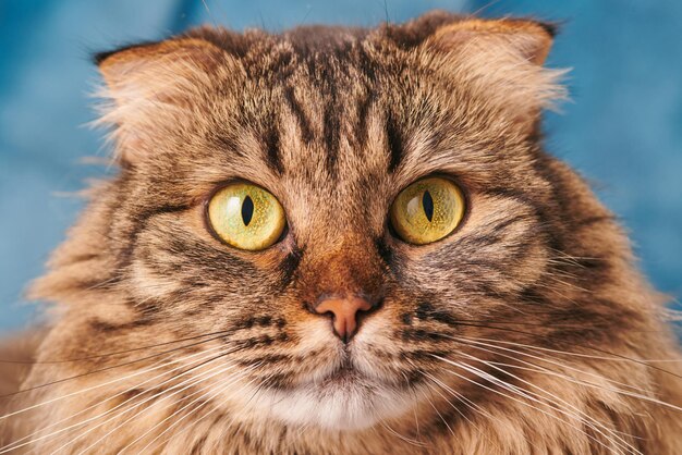 Portrait de chat de race Highland Scottish Fold à poil long, visage de chat domestique en marbre moelleux en gros plan, tourné en studio. Chat Highland Scottish Fold avec des oreilles pliées amusantes, des yeux vert-jaune et une fourrure duveteuse