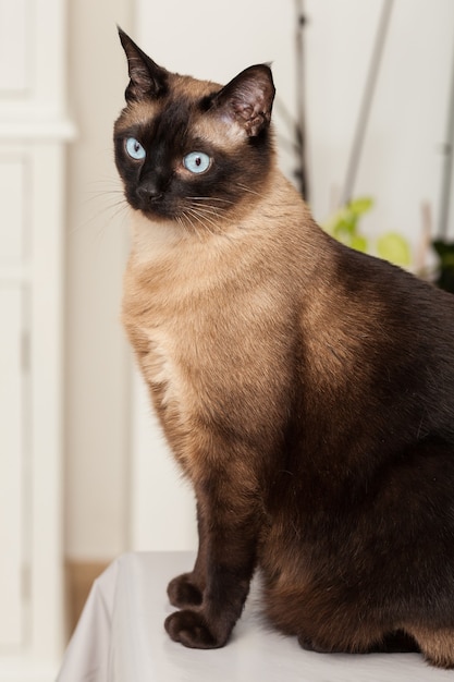 Portrait d'un chat de race siamois mignon avec de beaux yeux bleus.