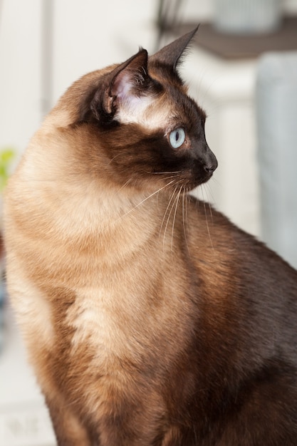 Portrait d'un chat de race siamois mignon avec de beaux yeux bleus.