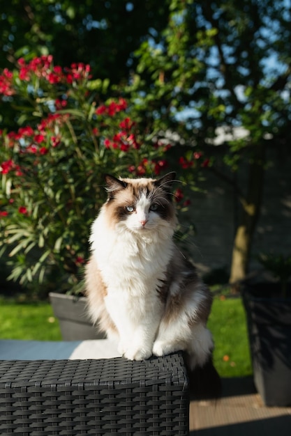 Portrait de chat ragdoll devant de jolis lauriers roses