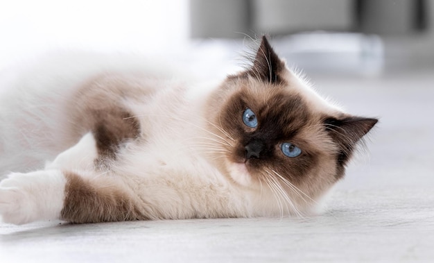 Portrait de chat Ragdoll