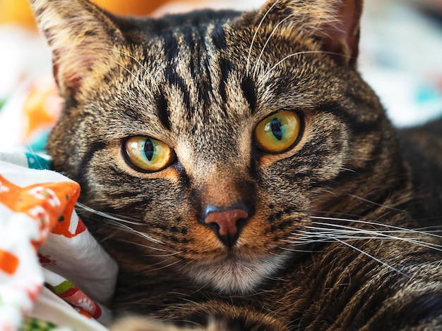 Portrait d'un chat rayé aux yeux jaunes