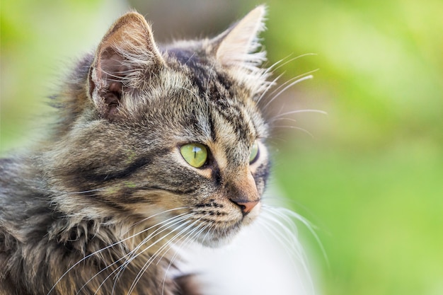 Portrait d'un chat rayé moelleux