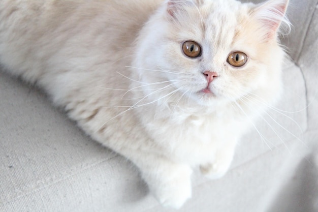 Portrait d'un chat reposant sur un canapé