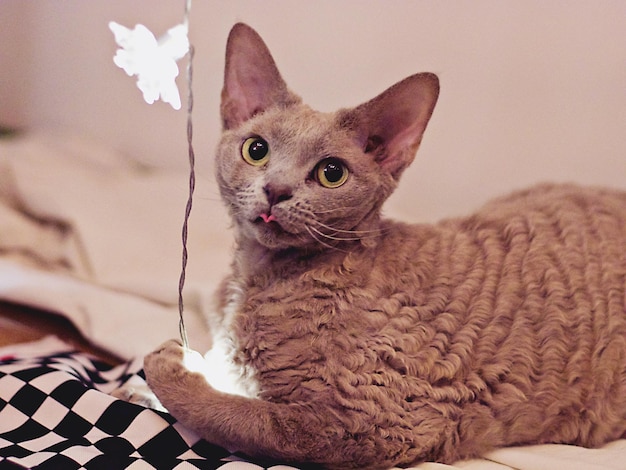 Photo portrait d'un chat reposant sur un lit à la maison