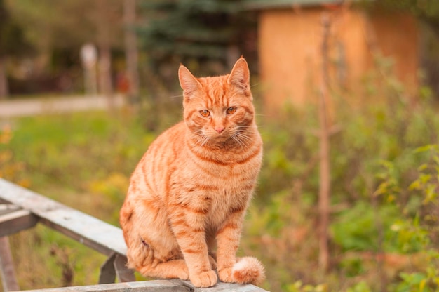 Photo portrait d'un chat rouge assis à l'extérieur