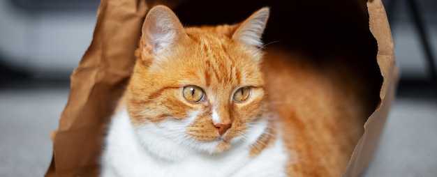 Portrait de chat rouge-blanc dans le sac en papier écologique. Vue panoramique.