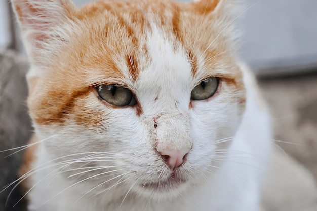 Portrait d'un chat rouge et blanc