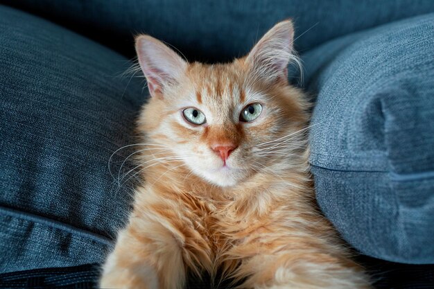 Portrait d'un chat rouge dans l'environnement familial