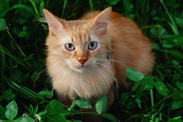 Portrait d'un chat rouge dans l'herbe verte