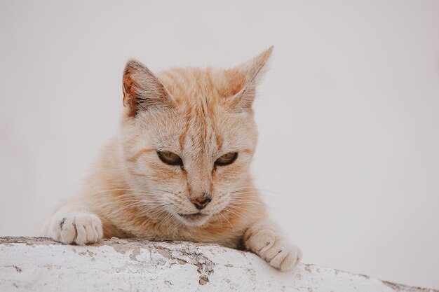 portrait d'un chat rouge sur un fond de bâtiment léger
