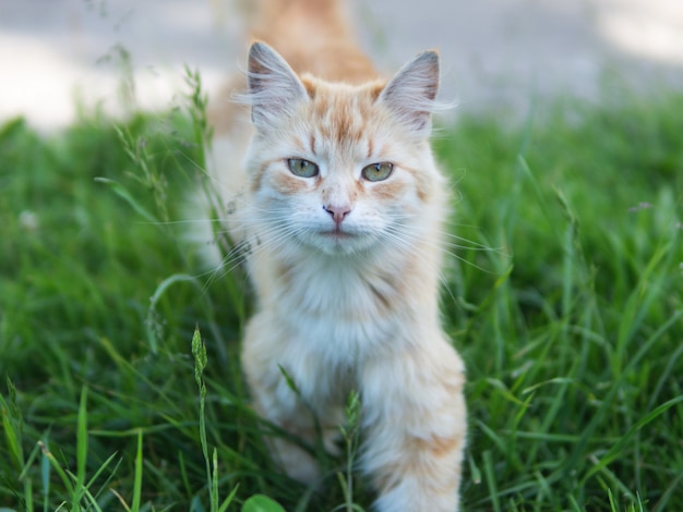 Portrait de chat rouge mignon sur vert