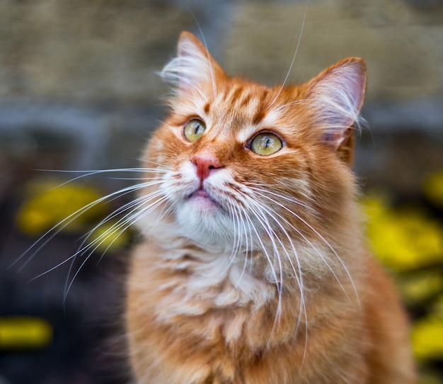 Portrait d&#39;un chat rouge moelleux dans la rue