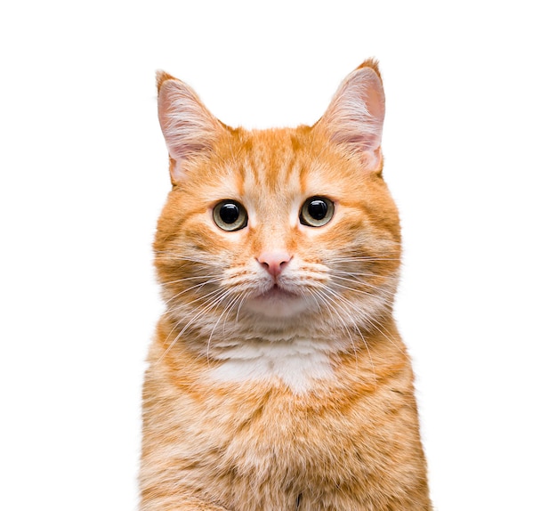 Portrait d'un chat roux sur un blanc isolé