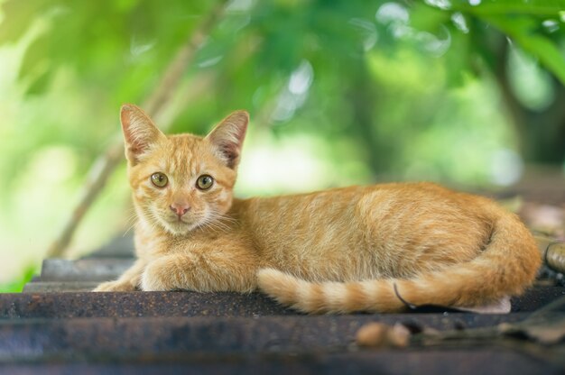 Portrait de chat roux dans le jardin