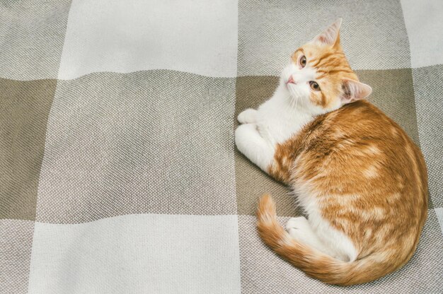 Portrait d'un chat roux sur le lit en gros plan
