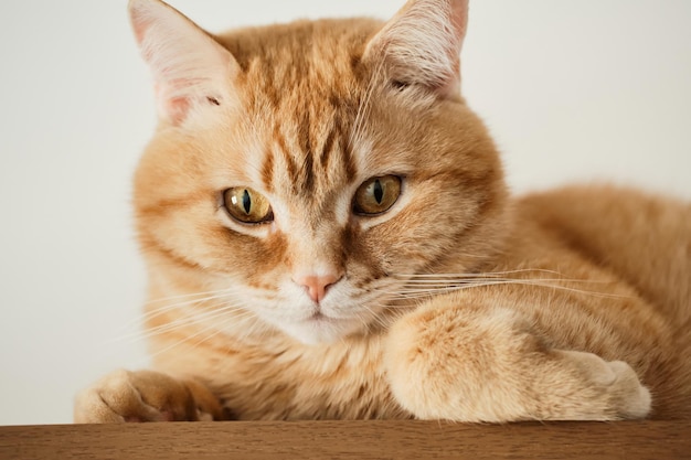 Portrait de chat roux avec un regard pensif expressif mise au point sélective en gros plan