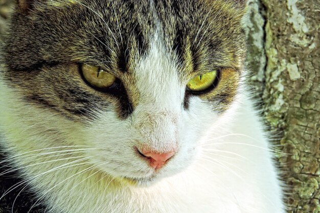 Portrait de chat de rue