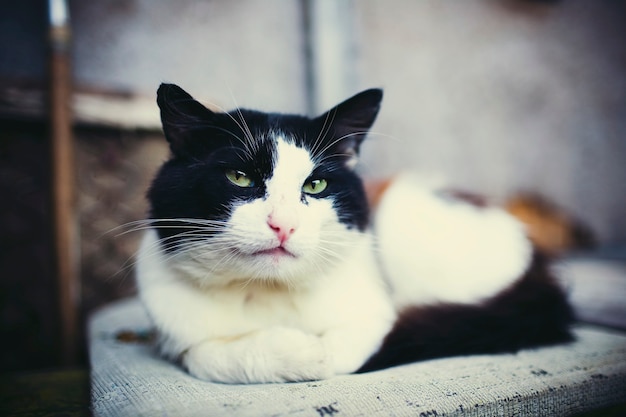 Portrait de chat rural noir et blanc aux yeux verts.