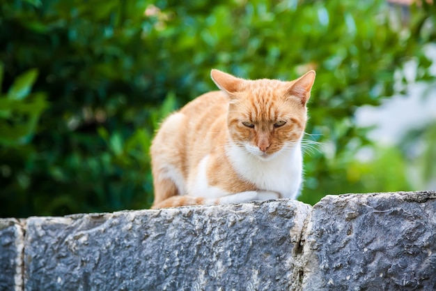 Portrait d'un chat sans abri rouge